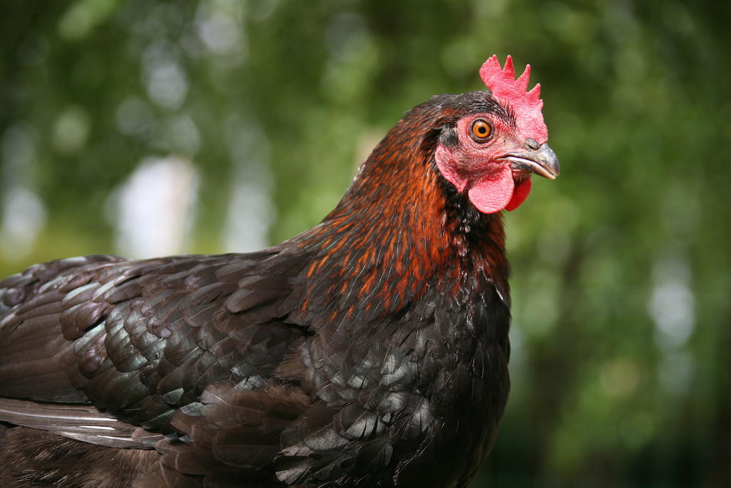 Gite De La Ferme Des Crins Blancs Villa Hazebrouck Ruang foto