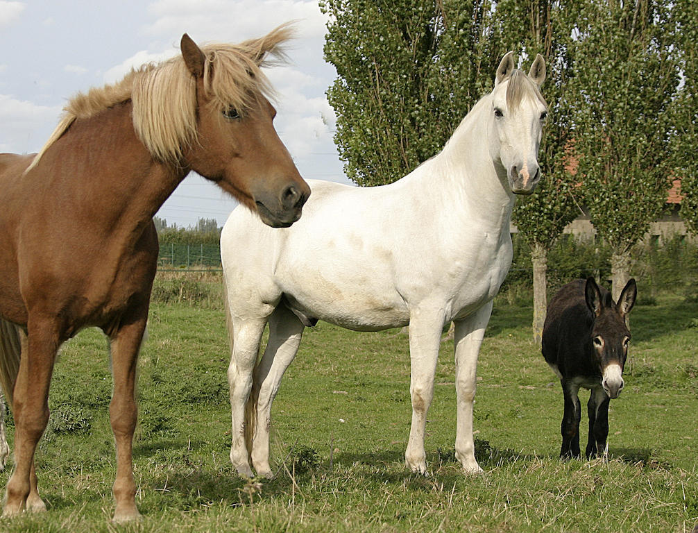 Gite De La Ferme Des Crins Blancs Villa Hazebrouck Ruang foto