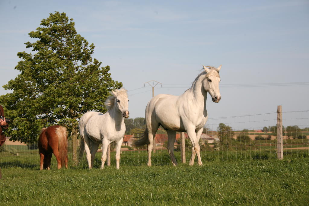 Gite De La Ferme Des Crins Blancs Villa Hazebrouck Bagian luar foto
