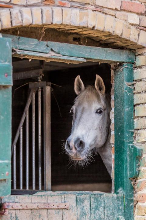 Gite De La Ferme Des Crins Blancs Villa Hazebrouck Bagian luar foto