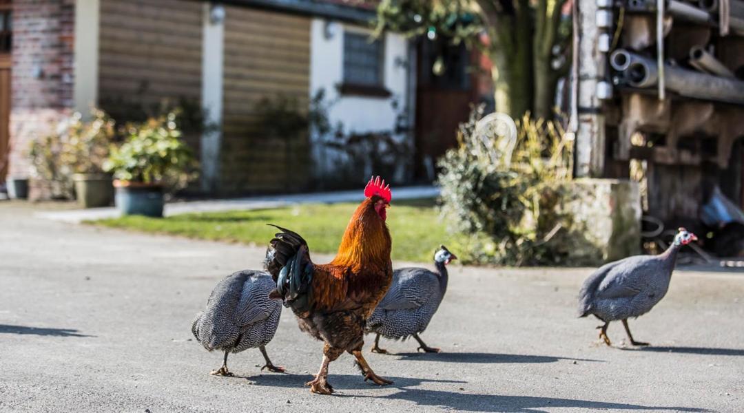 Gite De La Ferme Des Crins Blancs Villa Hazebrouck Bagian luar foto