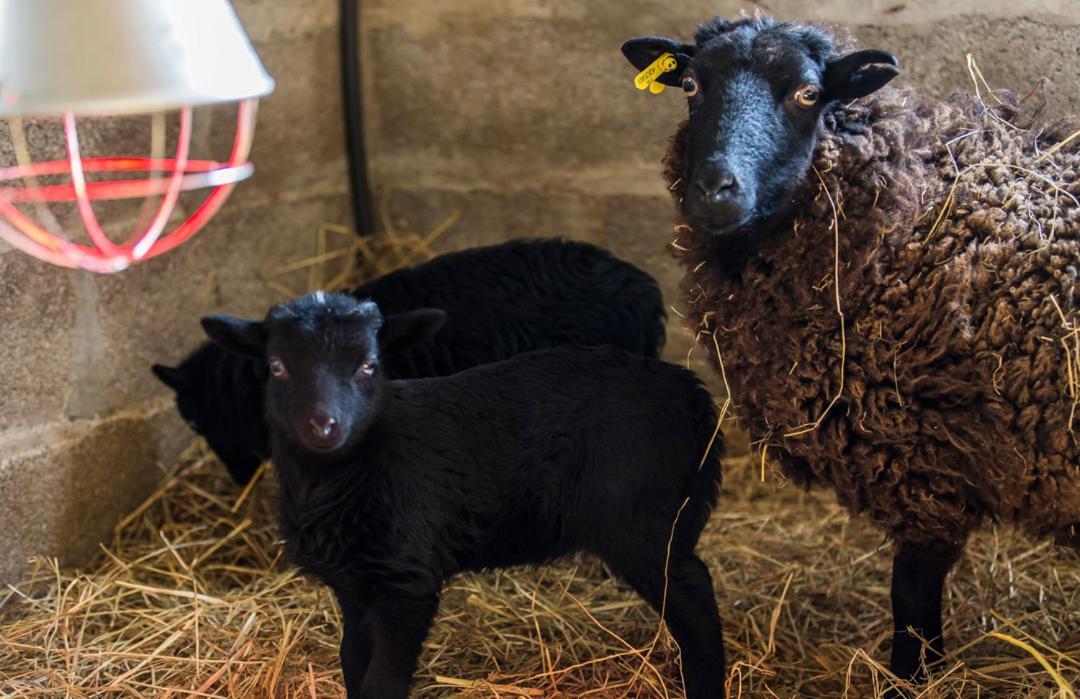 Gite De La Ferme Des Crins Blancs Villa Hazebrouck Bagian luar foto